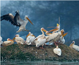 Area to Visit- Bird Sanctuary